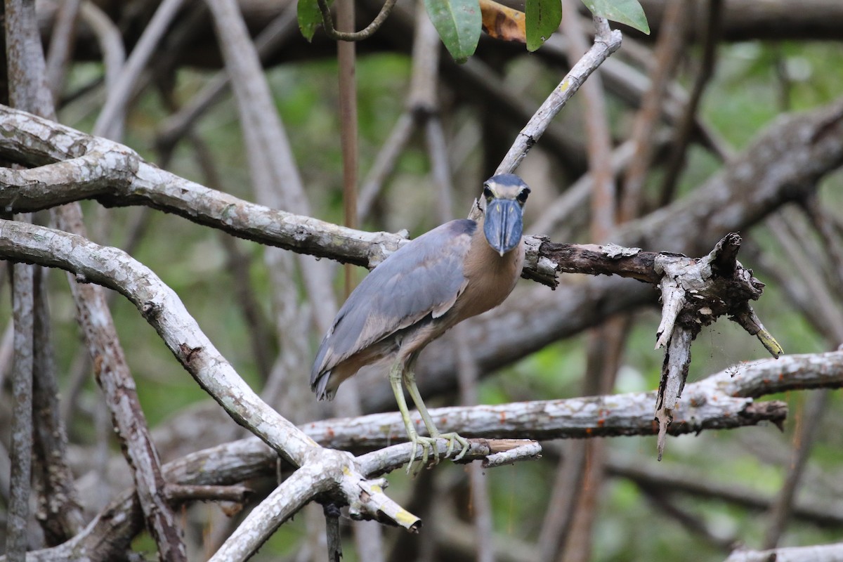 Boat-billed Heron (Northern) - Ricardo Guerra