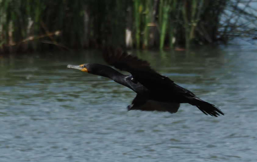 Cormoran à aigrettes - ML165066511