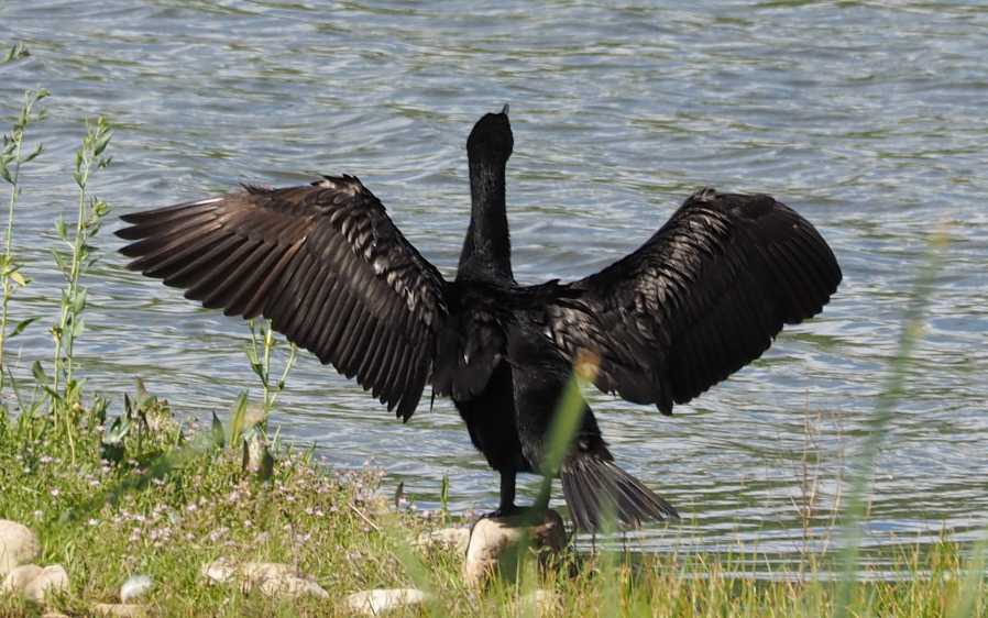 Cormoran à aigrettes - ML165066521