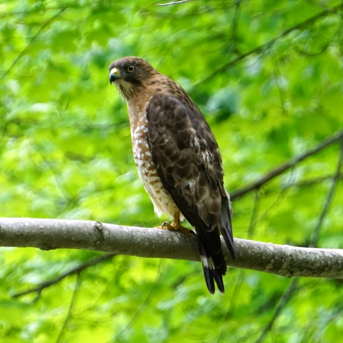 Broad-winged Hawk - ML165068251