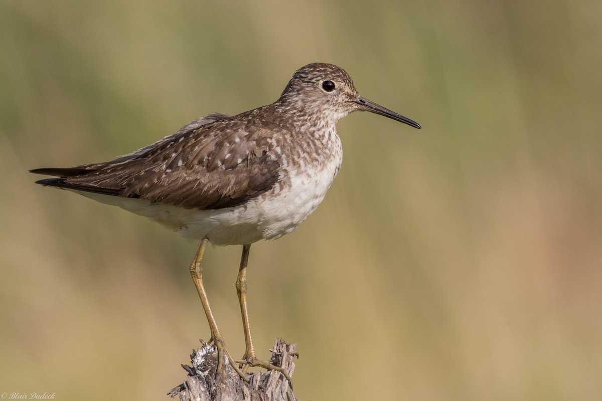 Solitary Sandpiper - Blair Dudeck