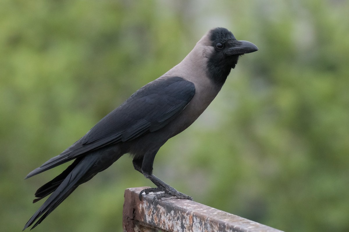 House Crow - ML165069821