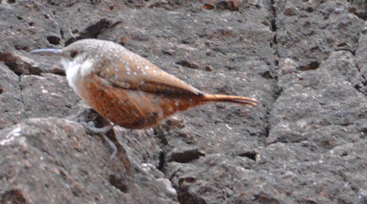 Canyon Wren - ML165070871