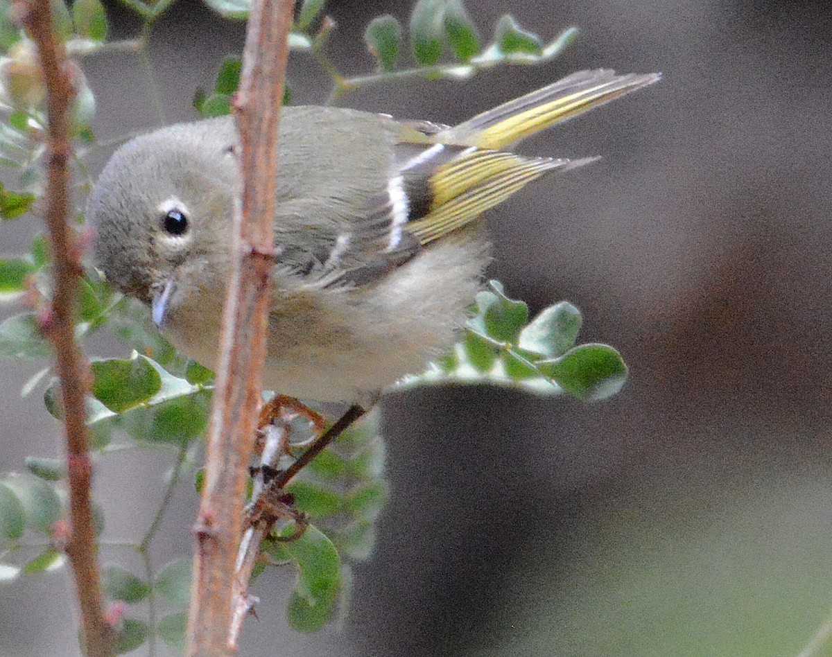 Ruby-crowned Kinglet - ML165070921