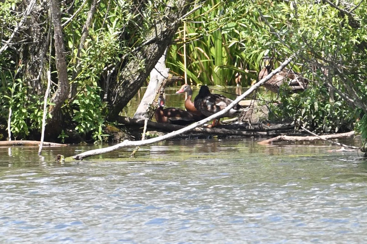 Black-bellied Whistling-Duck - Barry Blust