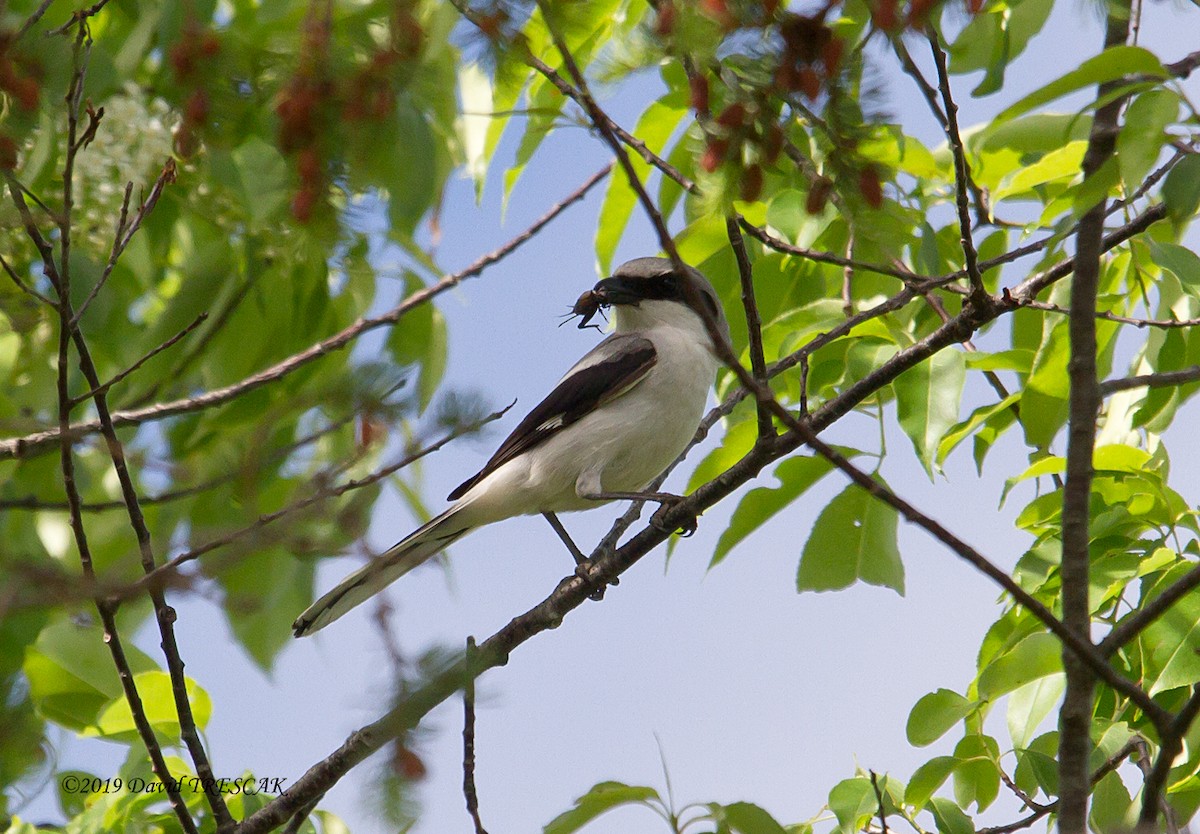 Loggerhead Shrike - ML165073581