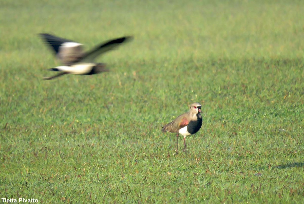 Southern Lapwing - ML165073711