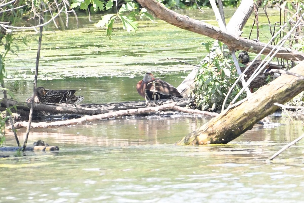 Black-bellied Whistling-Duck - Barry Blust