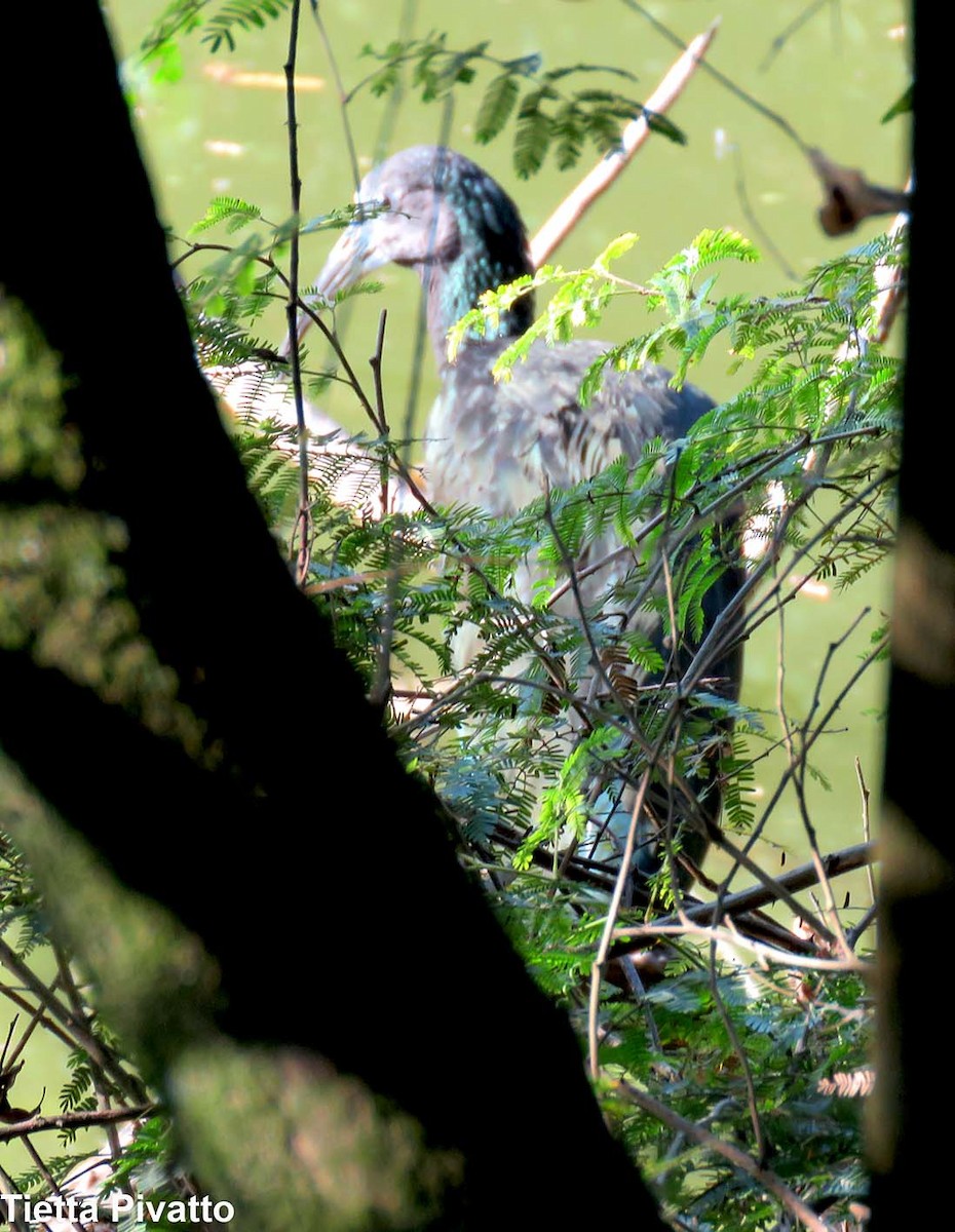 Ibis Verde - ML165074811