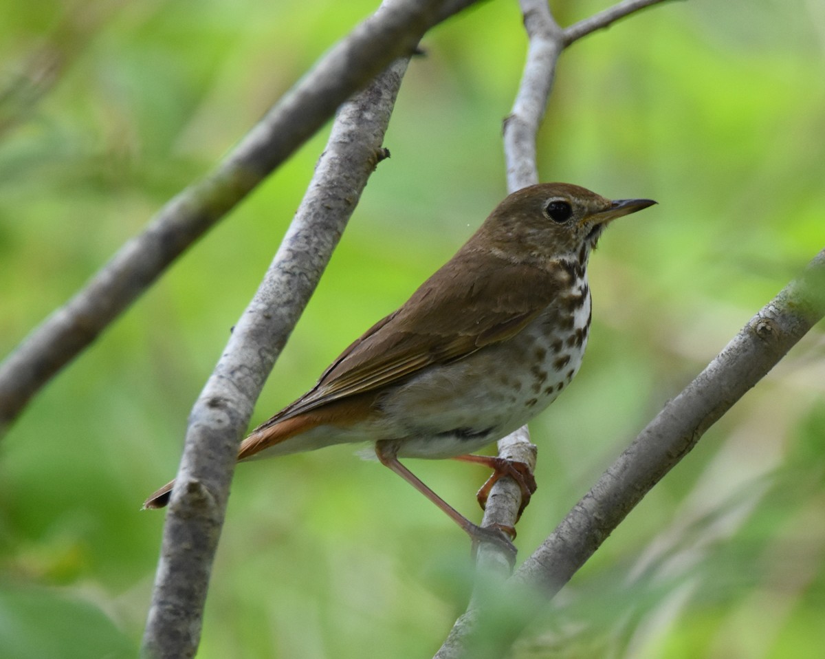 Hermit Thrush - ML165076001