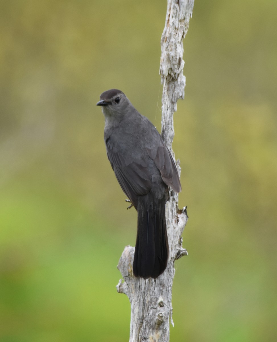 Gray Catbird - ML165076121