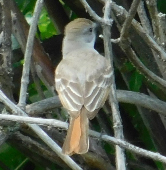 Ash-throated Flycatcher - ML165078091