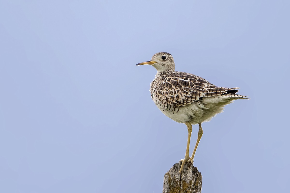 Upland Sandpiper - Bradley Hacker 🦜