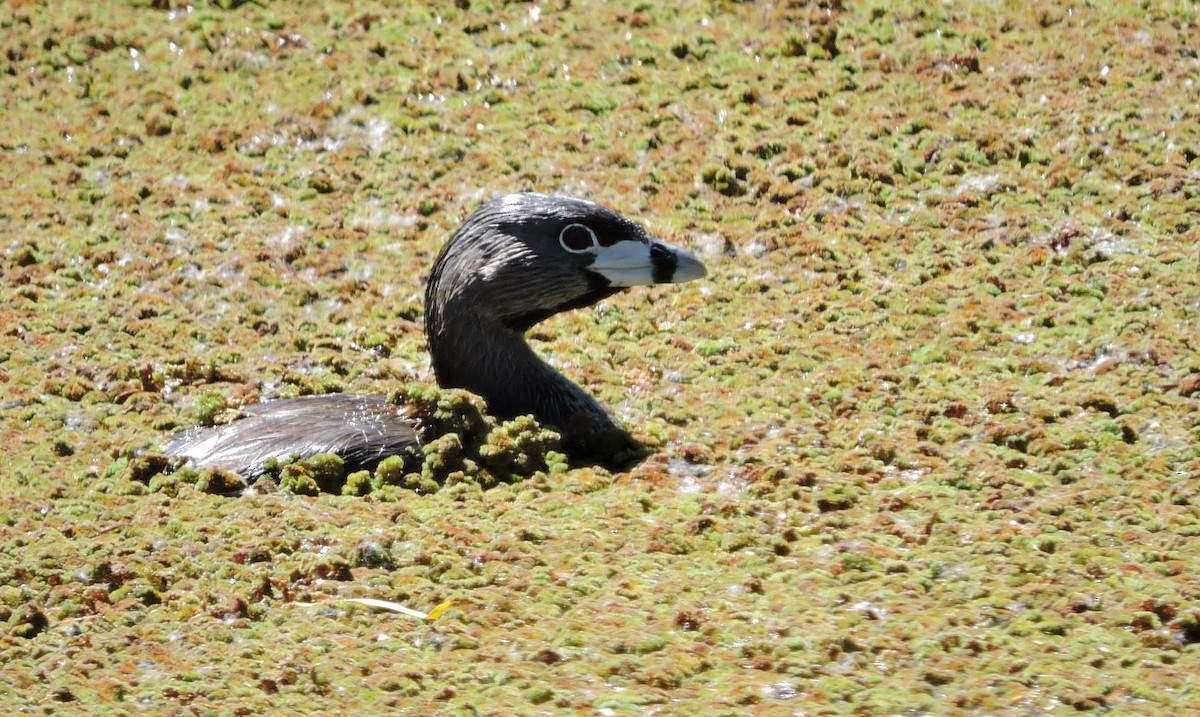 Pied-billed Grebe - ML165079581