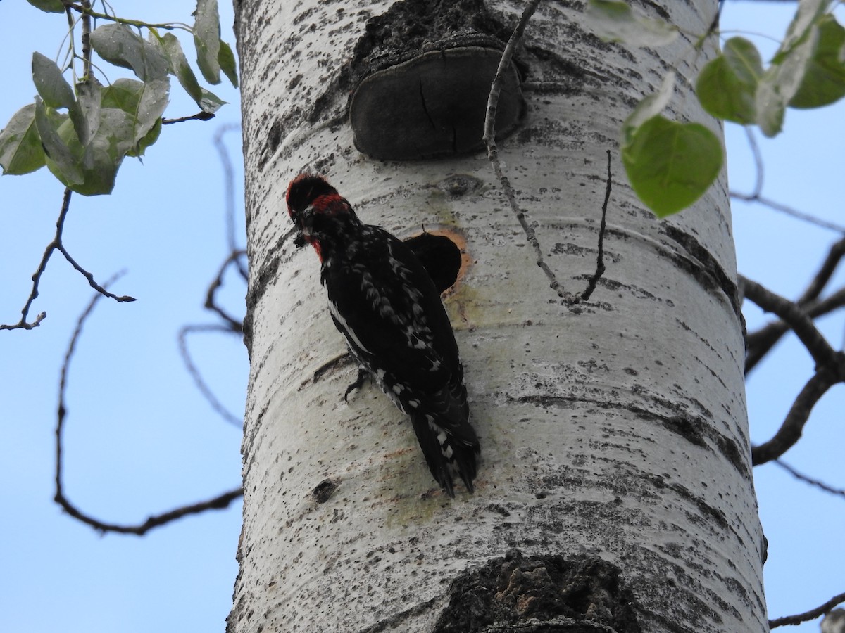 Red-naped Sapsucker - ML165079661