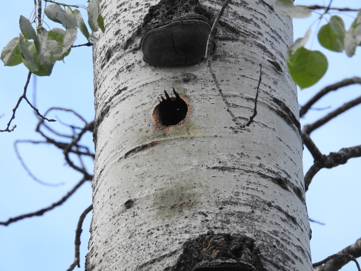 Red-naped Sapsucker - ML165079771