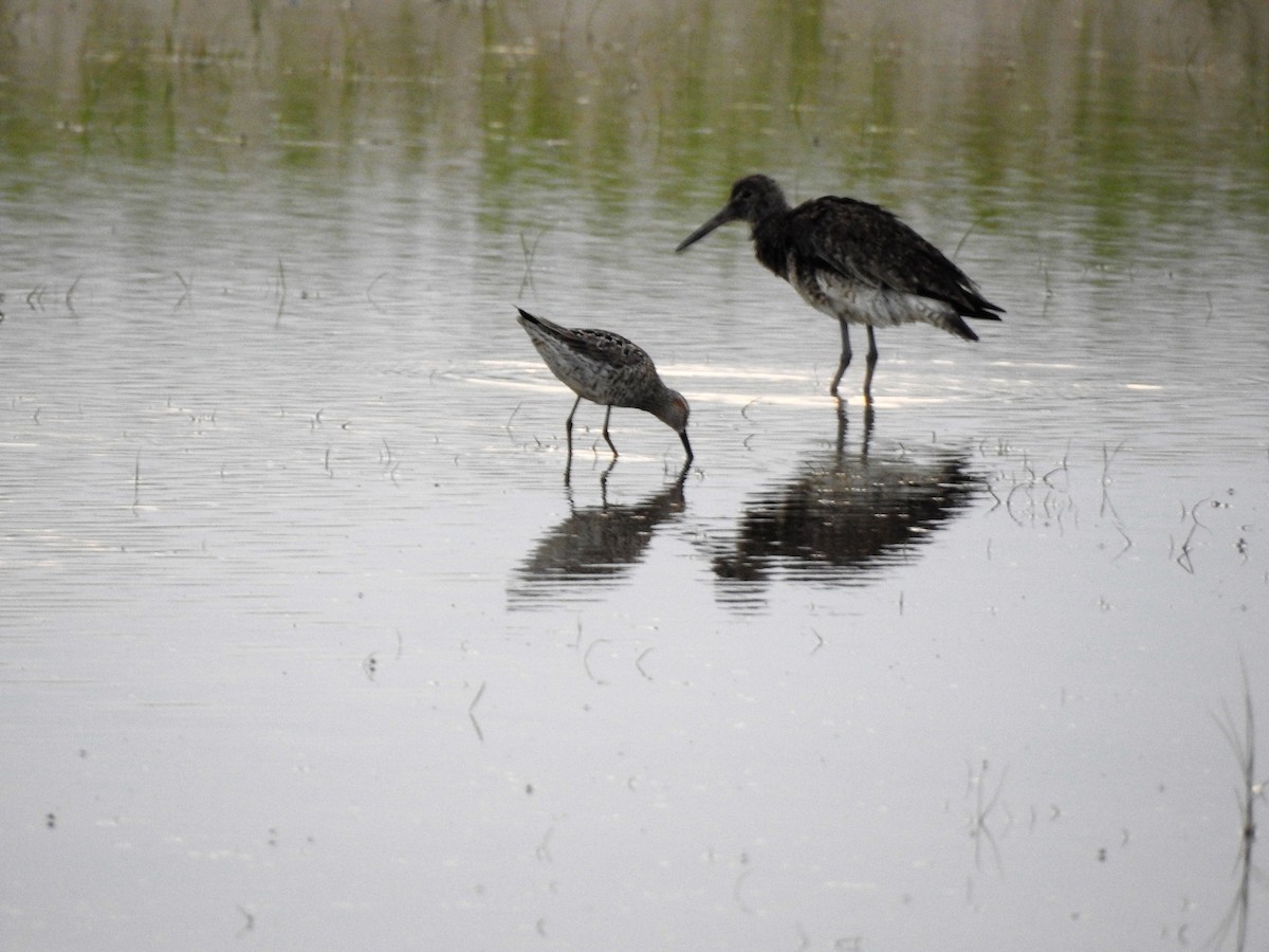 Stilt Sandpiper - Angelo Angelis