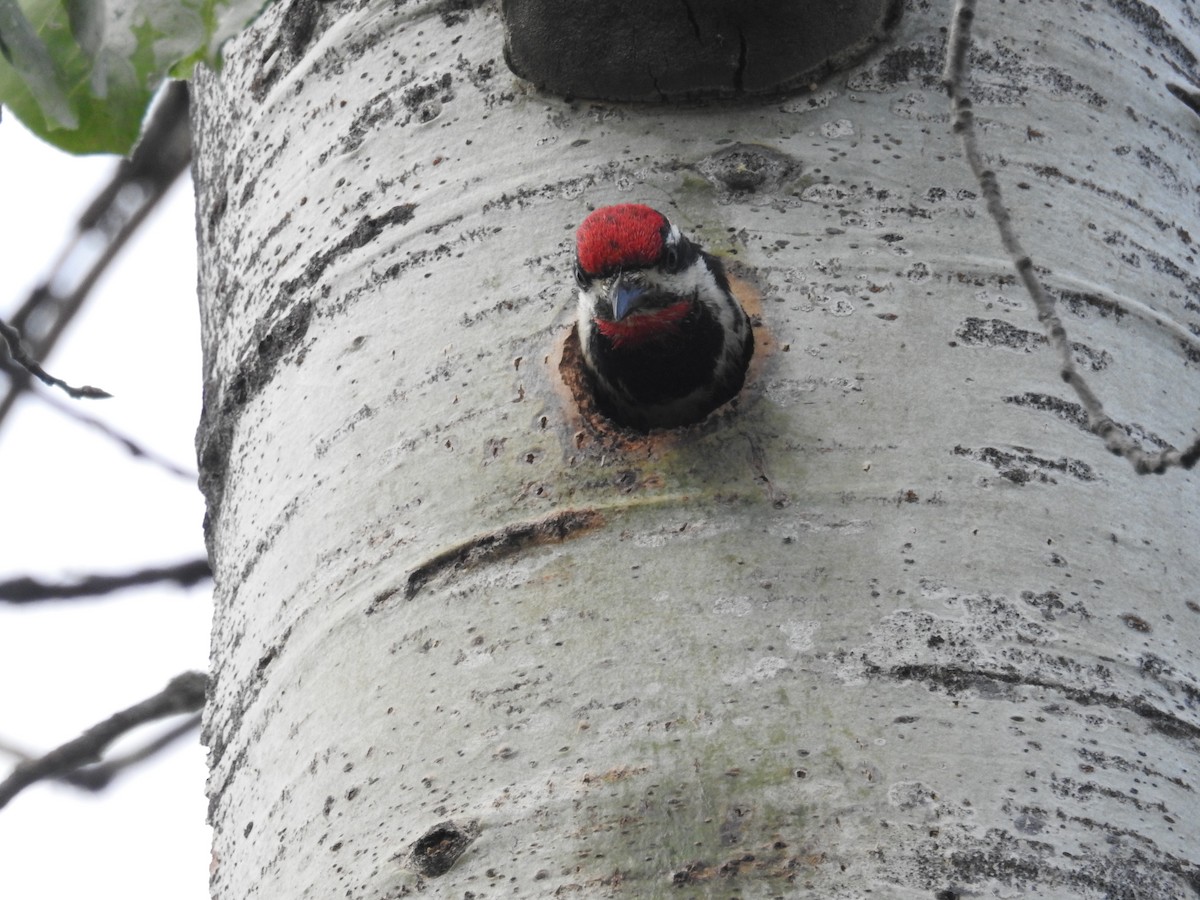 Red-naped Sapsucker - ML165079871