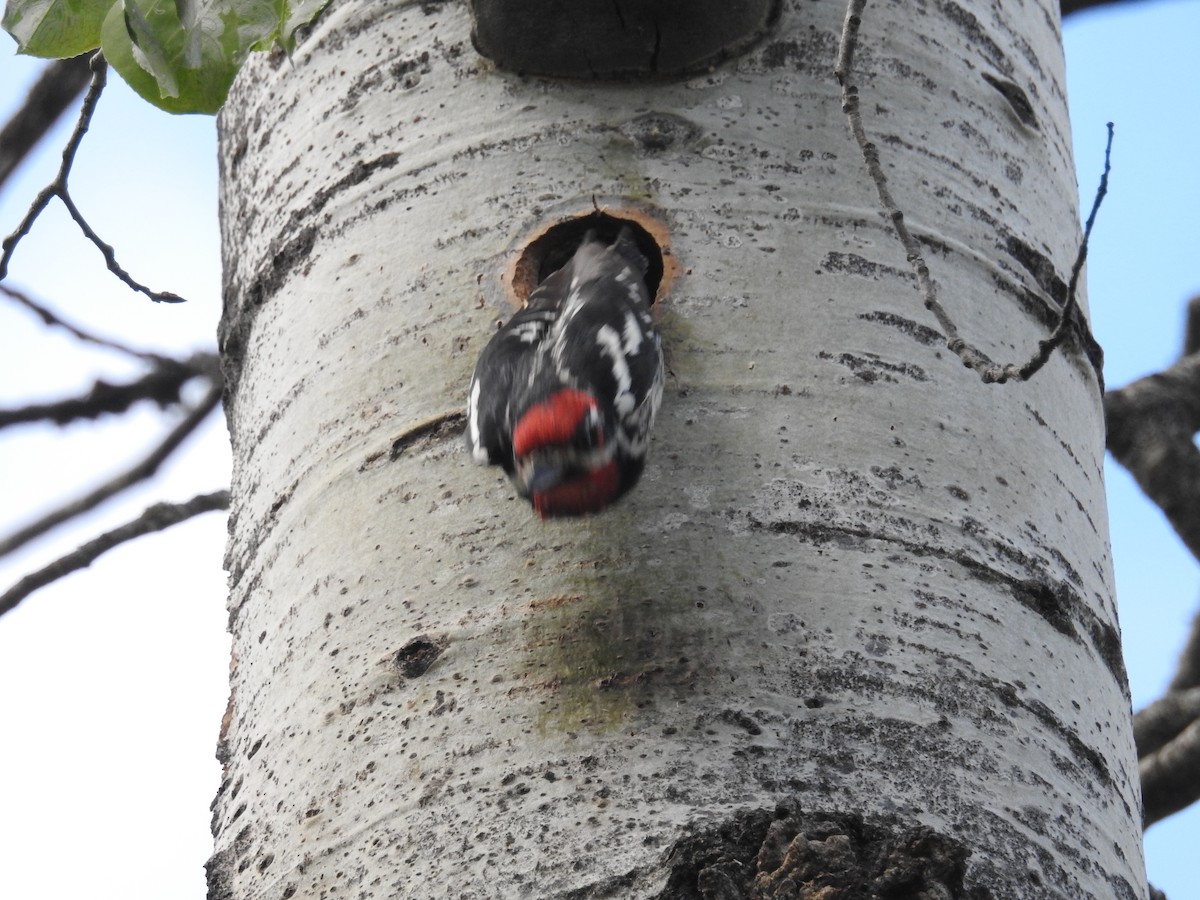 Red-naped Sapsucker - ML165079901