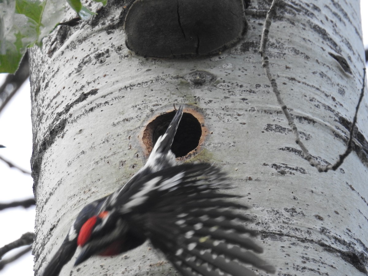 Red-naped Sapsucker - ML165079951