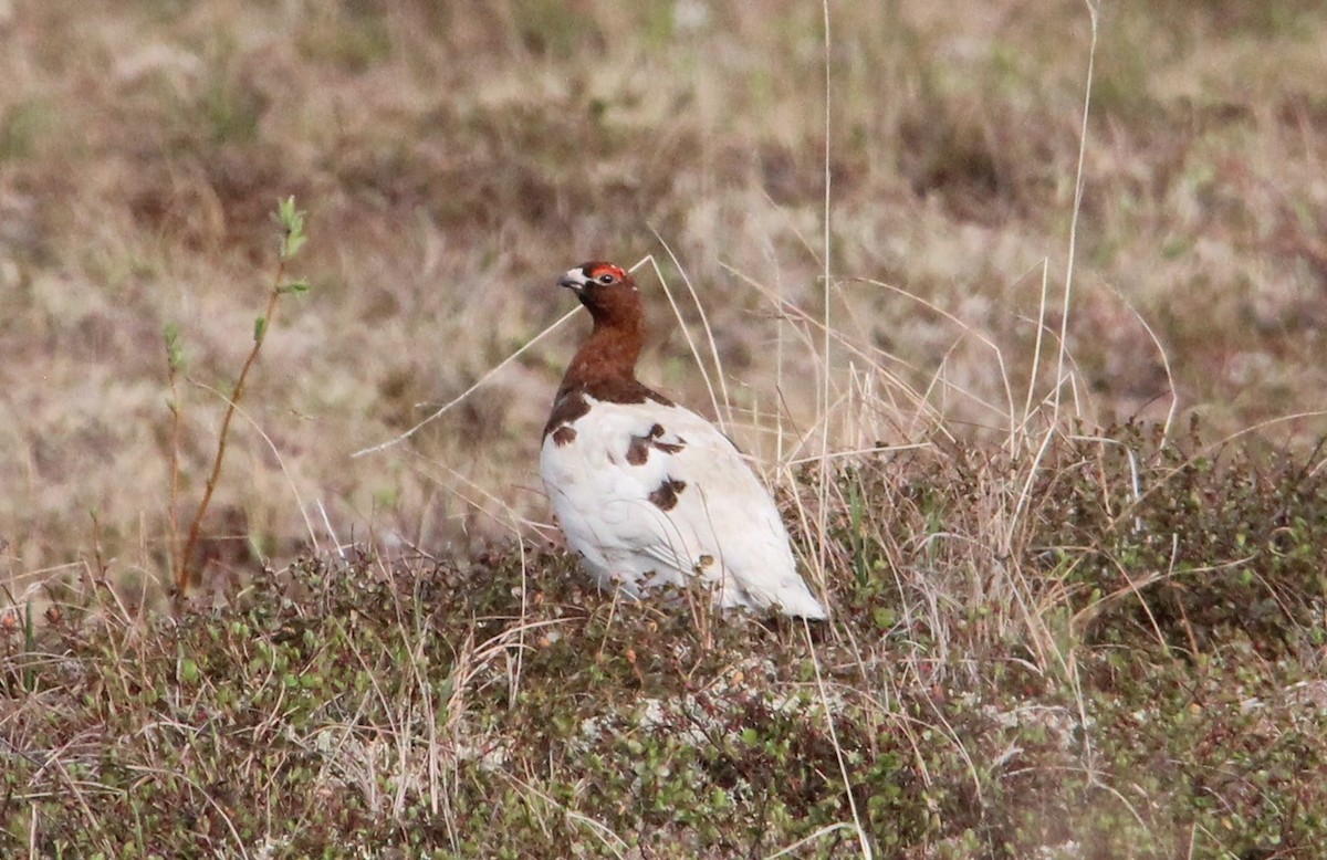 Willow Ptarmigan - ML165080441