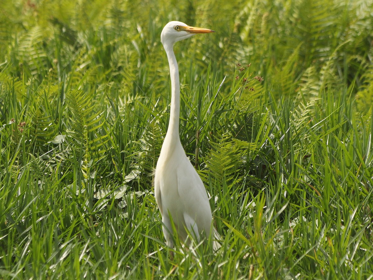 Yellow-billed Egret - David  Mules