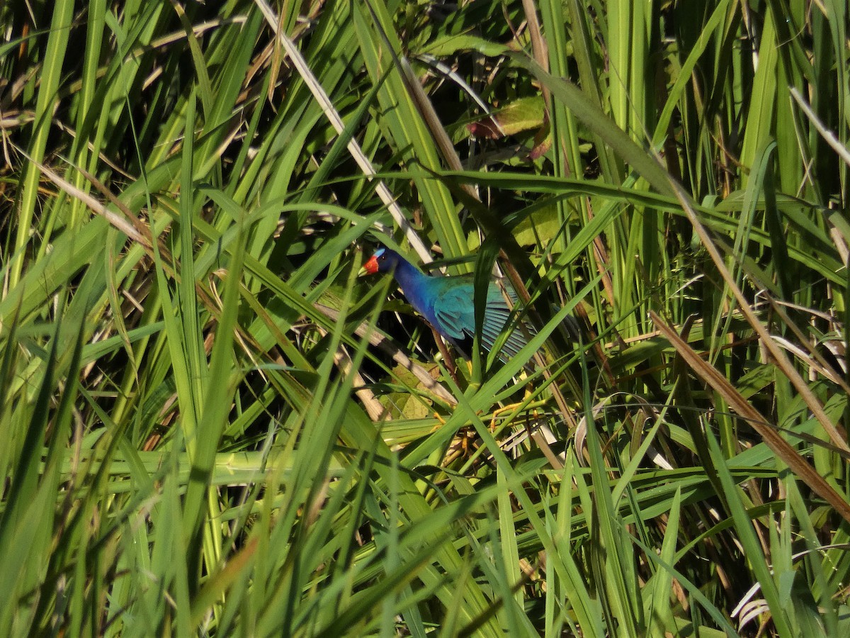 Purple Gallinule - Rachel Brown