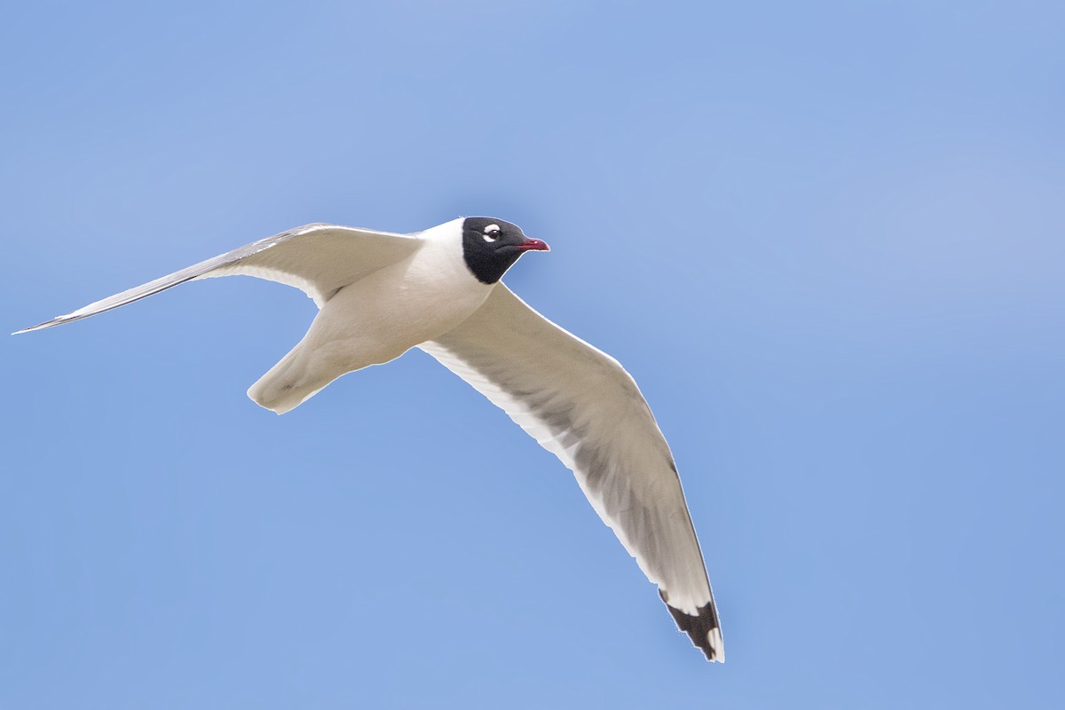 Franklin's Gull - Bradley Hacker 🦜