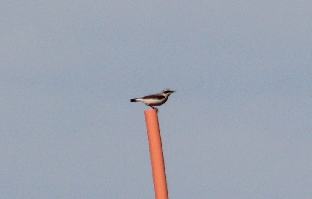 Northern Wheatear - ML165084021