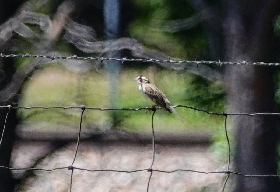 Lark Sparrow - Larry Theller