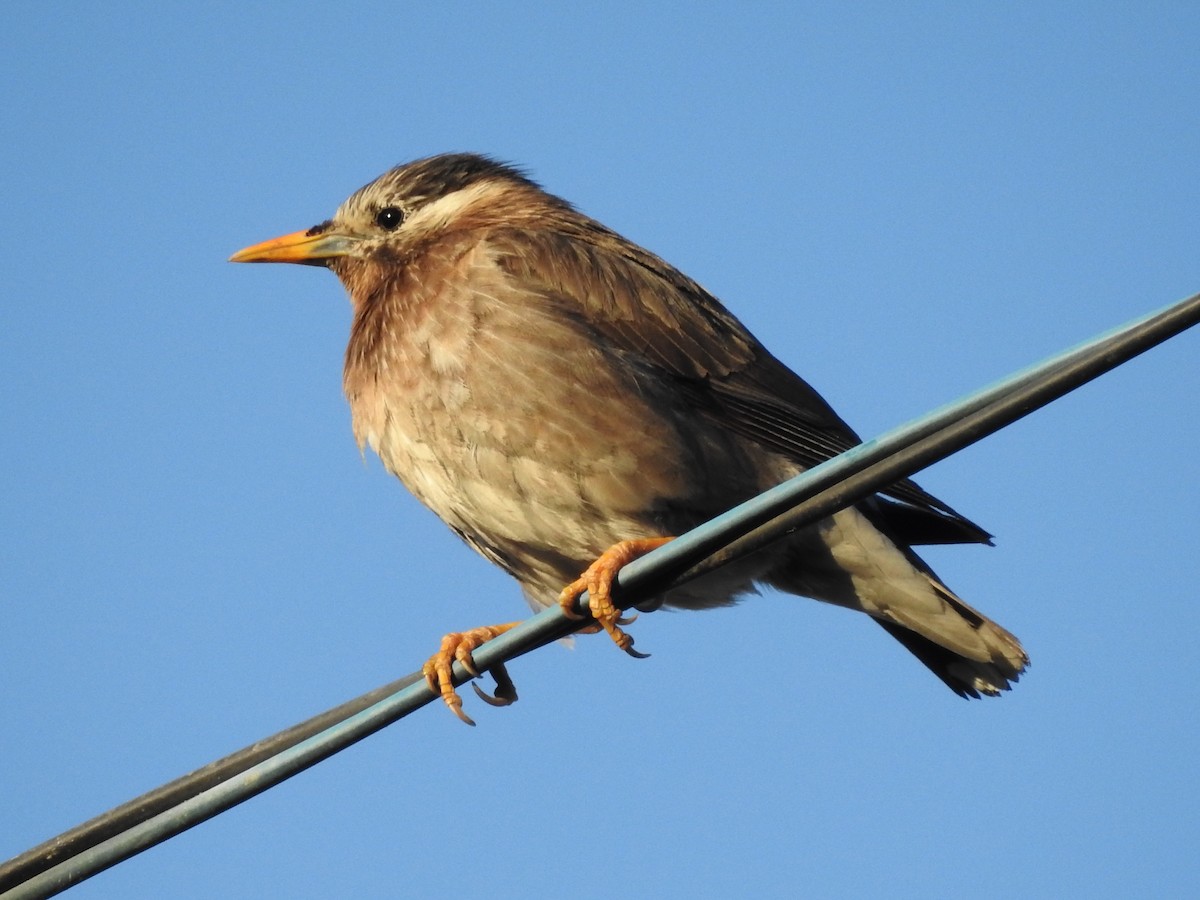 White-cheeked Starling - ML165087731