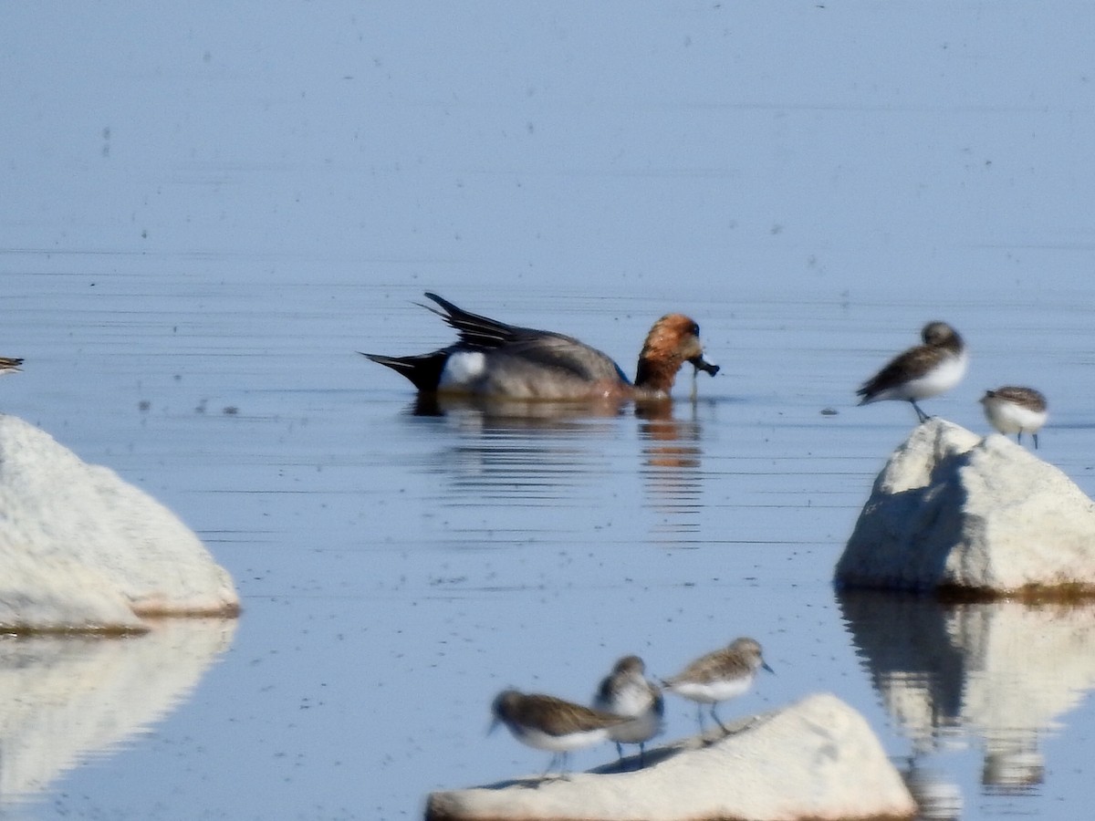 Eurasian Wigeon - Dan Stoker