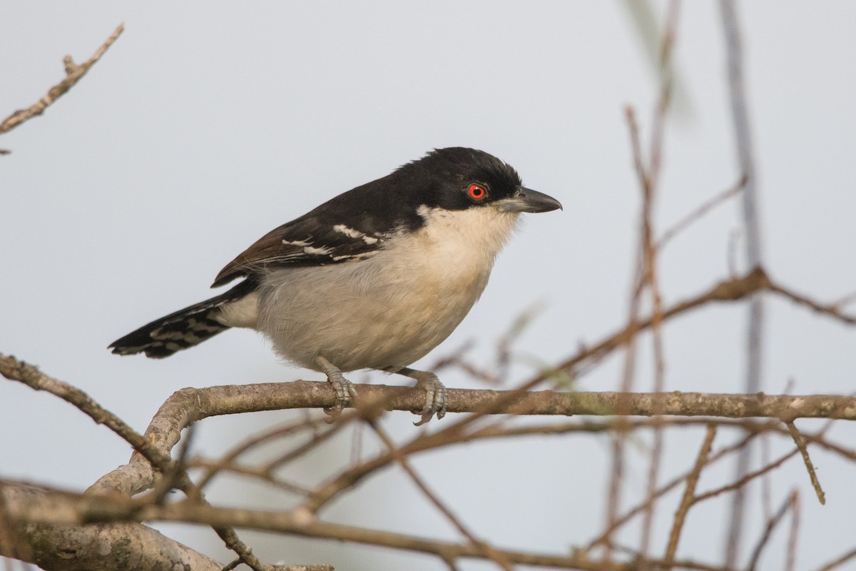 Great Antshrike - Pablo Re
