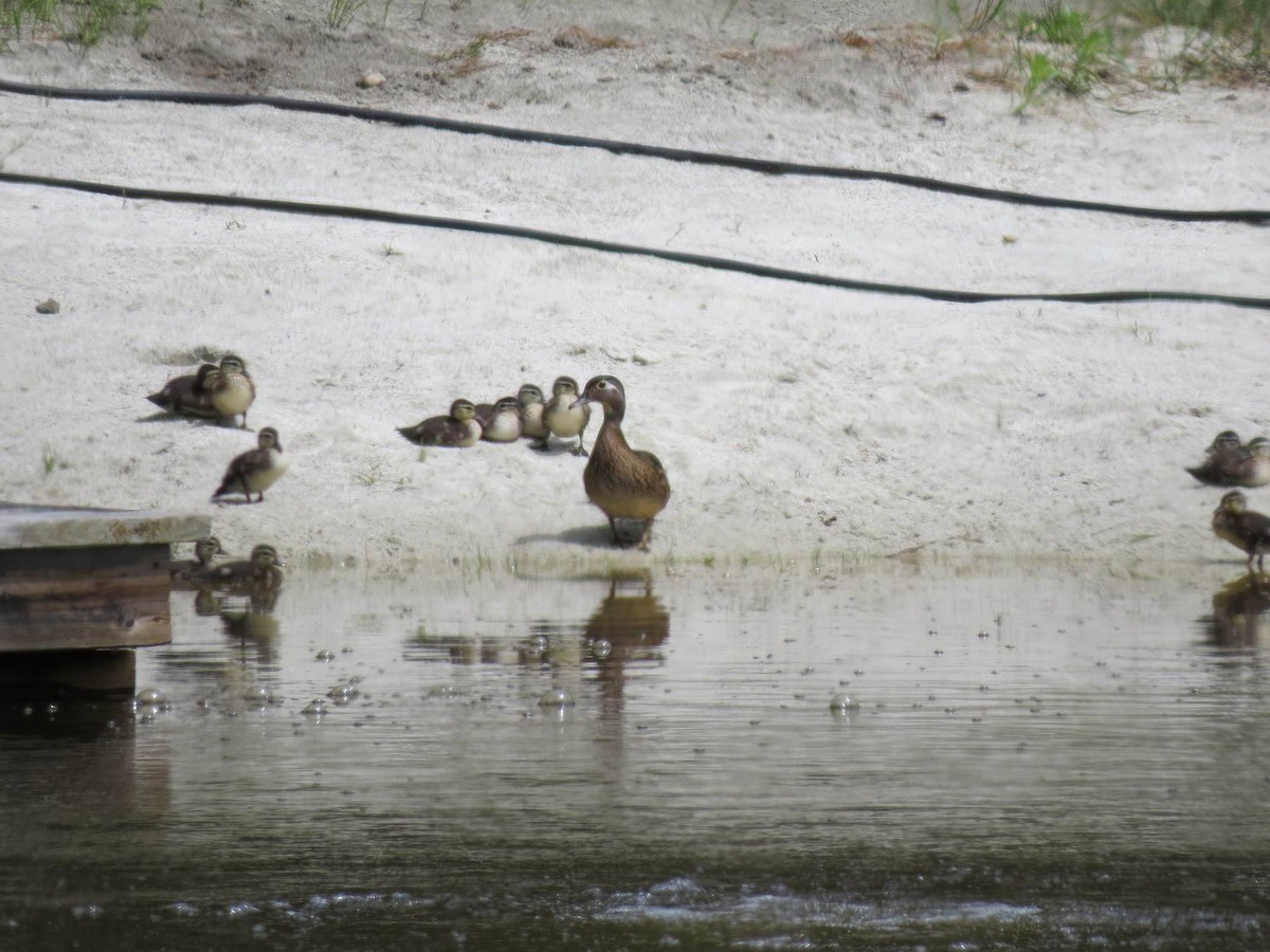 Wood Duck - ML165089081