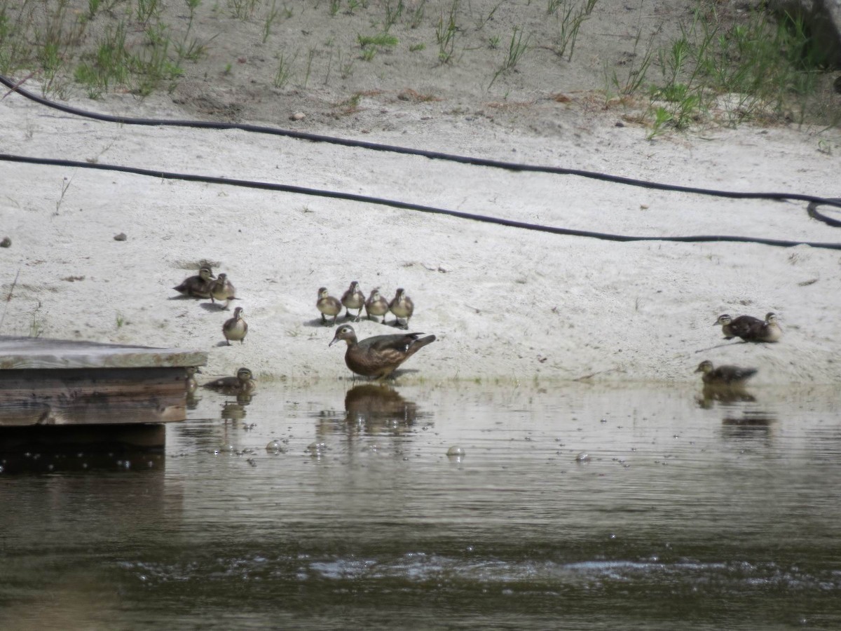 Wood Duck - ML165089091