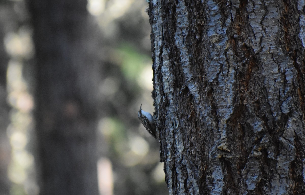 Brown Creeper - ML165089601