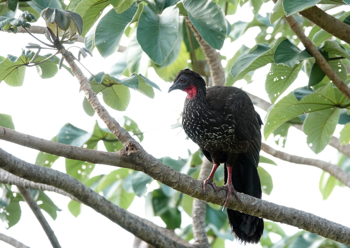 Crested Guan - Charles Hundertmark