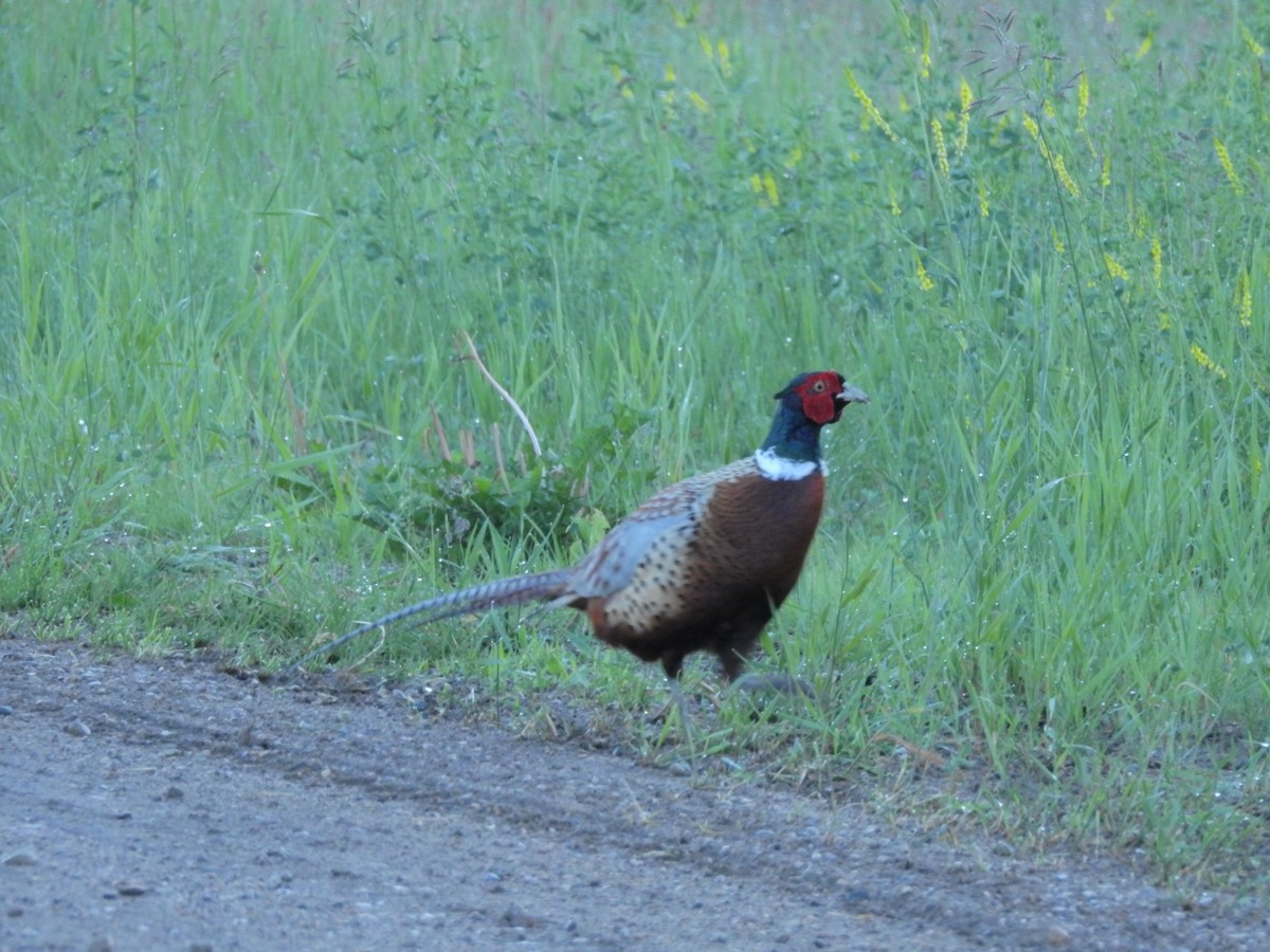 Ring-necked Pheasant - ML165092711