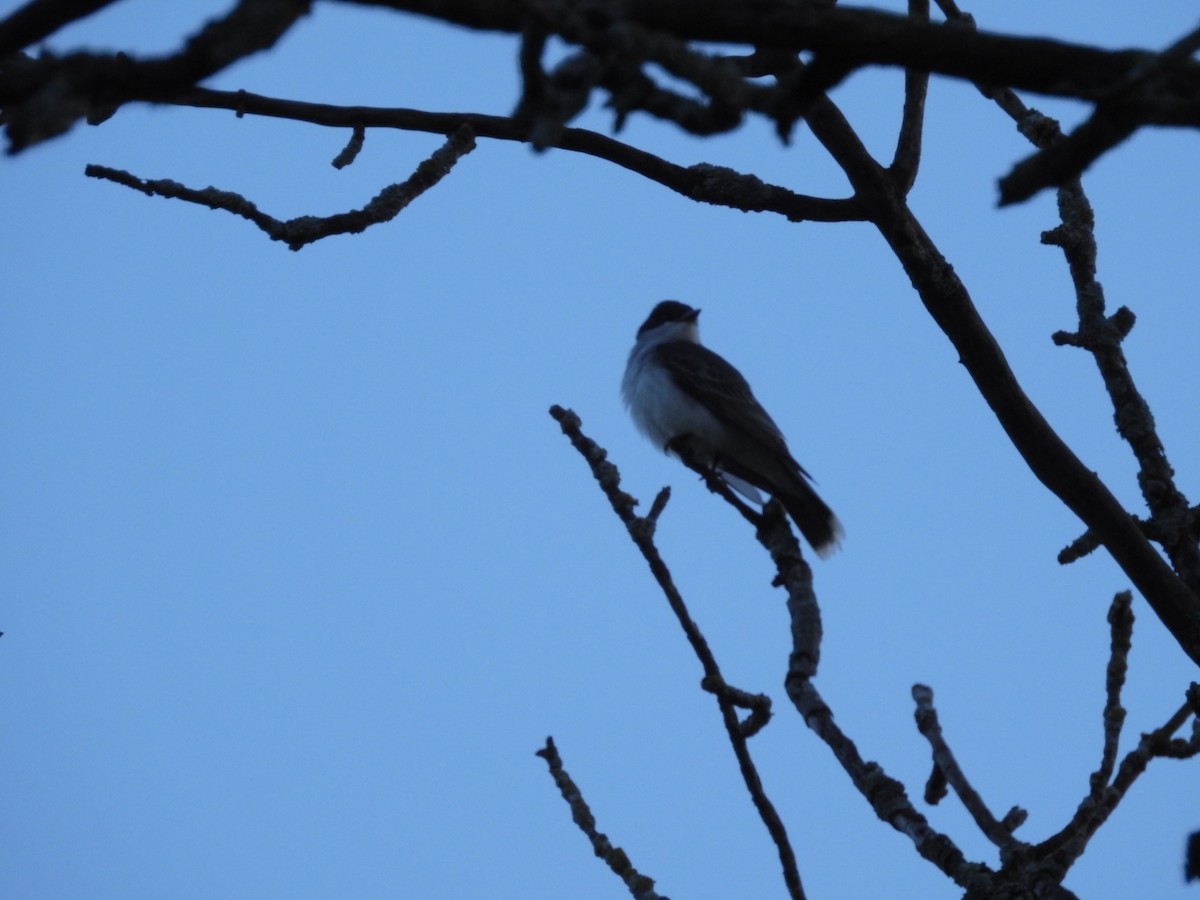 Eastern Kingbird - ML165092761