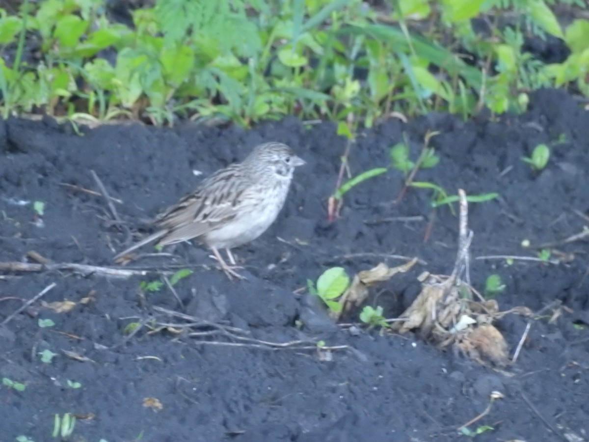 Vesper Sparrow - ML165092811