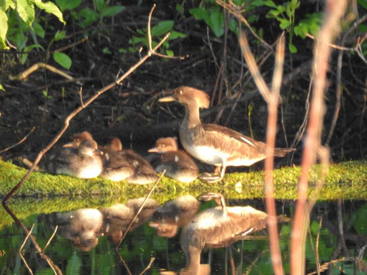 Hooded Merganser - ML165093231
