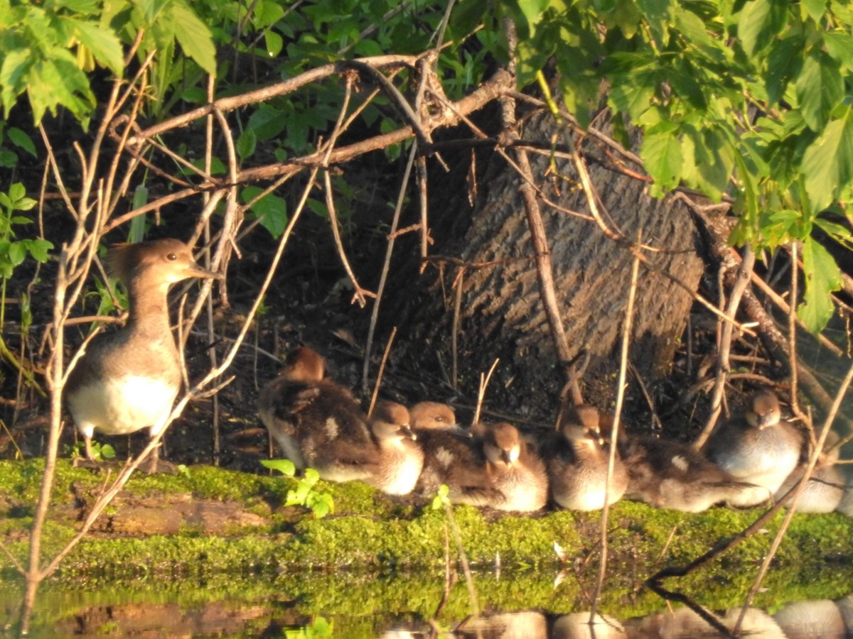 Hooded Merganser - ML165093241