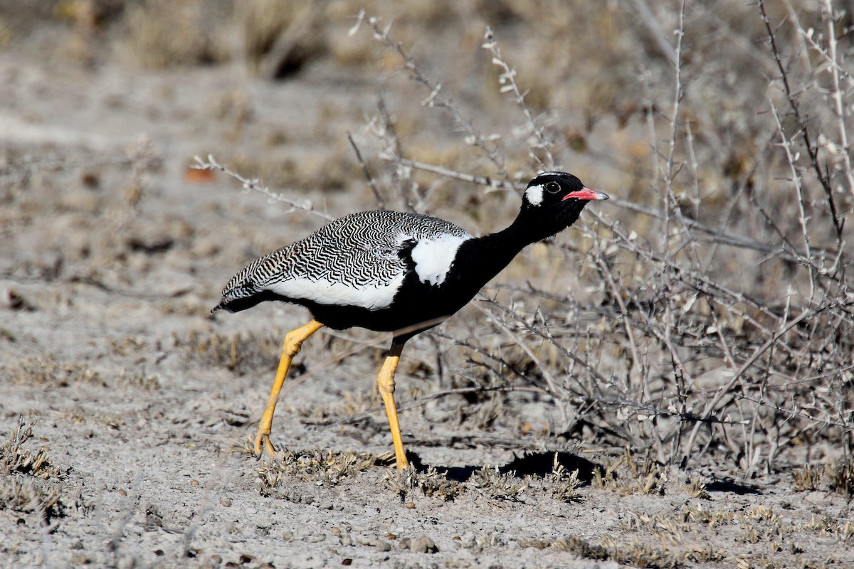 White-quilled Bustard - Stephen Gast