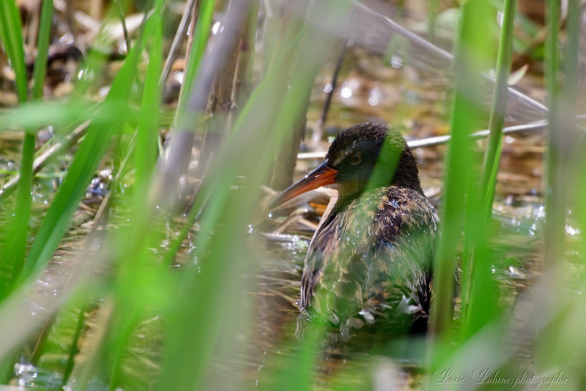 Virginia Rail - ML165094491