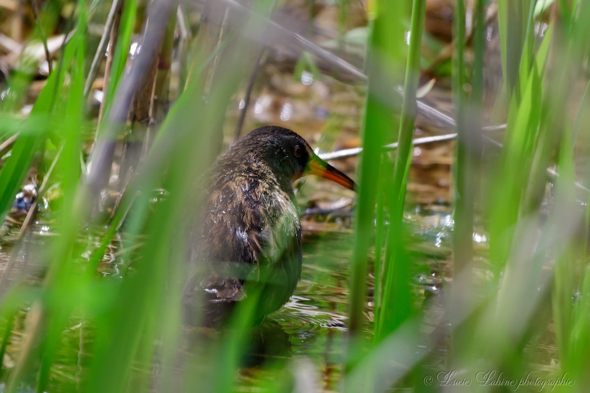 Virginia Rail - ML165094501