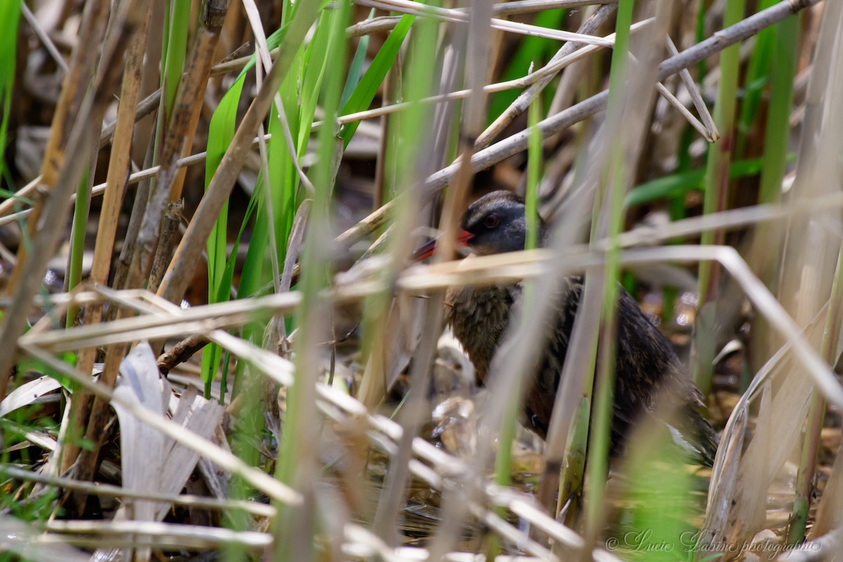 Virginia Rail - ML165094551