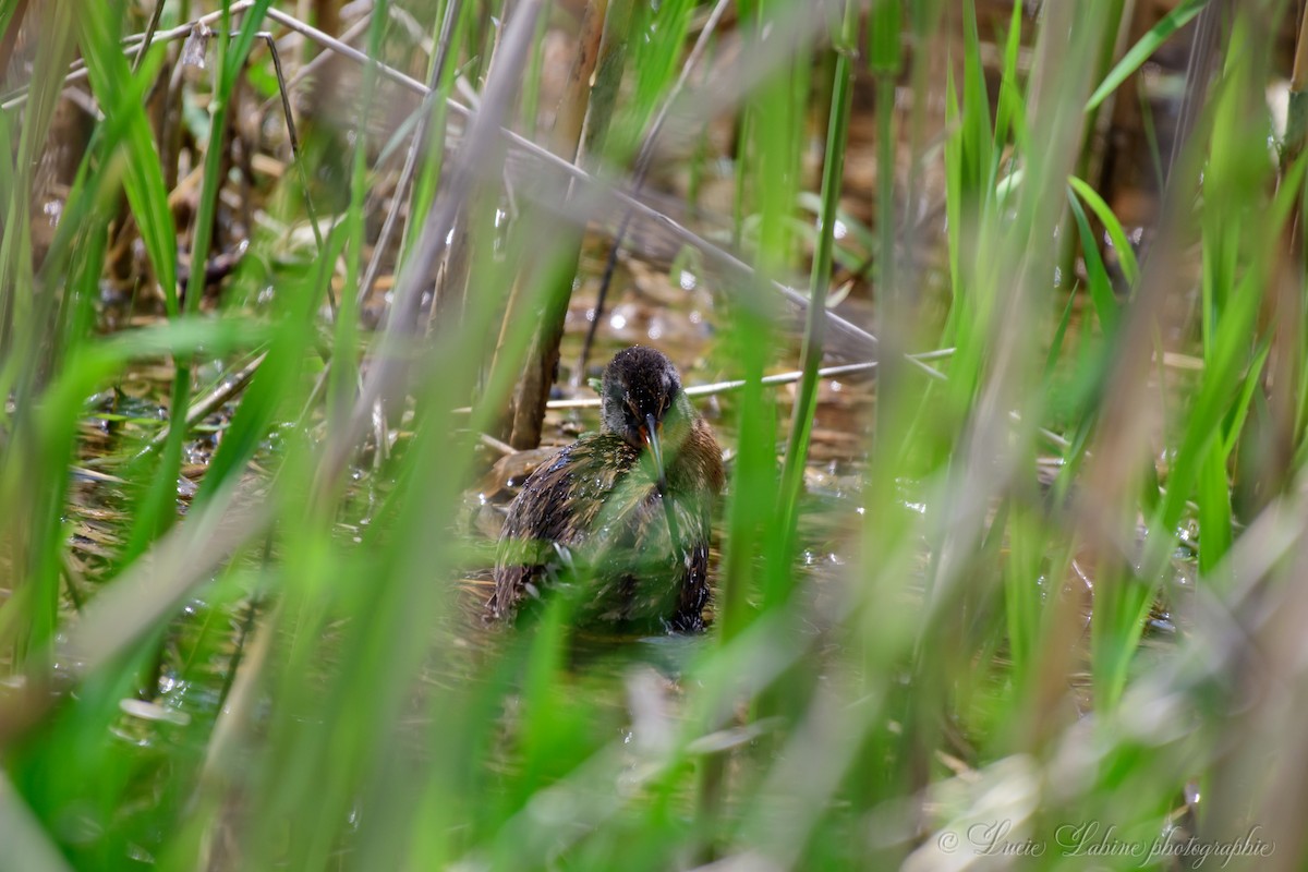 Virginia Rail - ML165094581