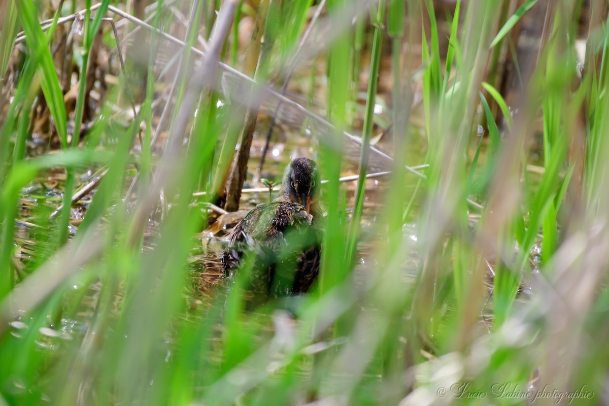 Virginia Rail - ML165094591