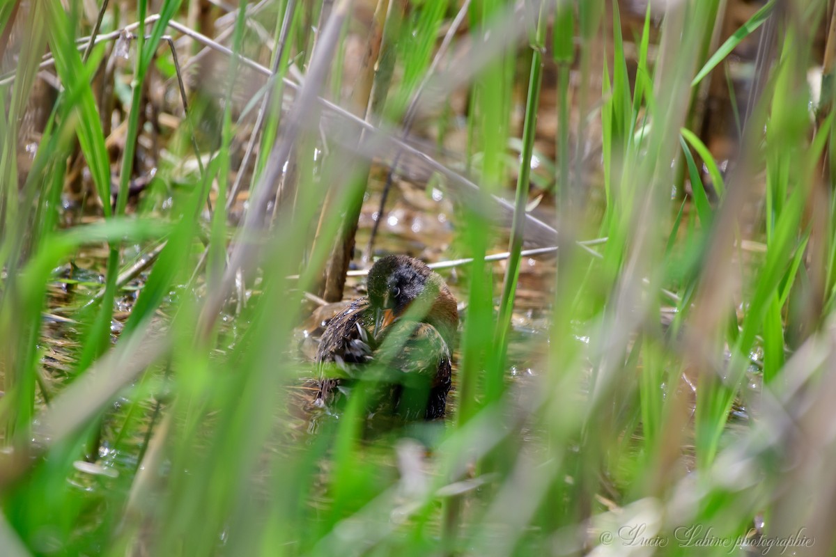 Virginia Rail - ML165094601