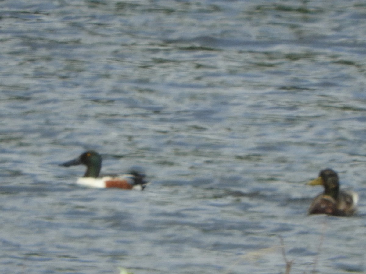 Northern Shoveler - ML165095571